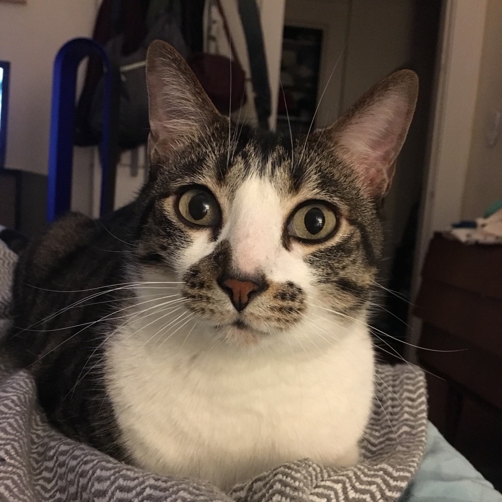 Meet your Posher, Penny
